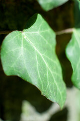 Fresh green ivy leaf