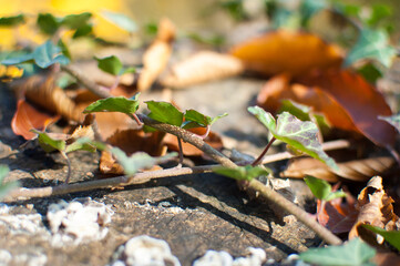 Green ivy leaf on the ground