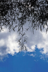 Weeping willow (Salix babylonica) foliage and sky with clouds