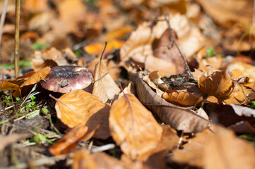 Russula Badia mushroom