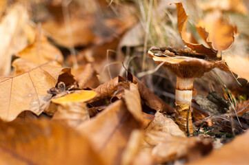  Mushroom in forest scene