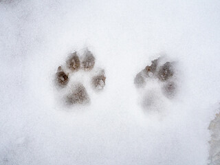 Snowy texture. White background with no focus. Dog tracks in the snow