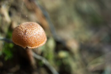 Tiny mushroom in the forest