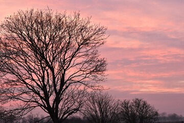 Fototapeta na wymiar sunset in the trees