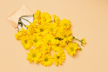 small yellow flowers pouring out of a small beige envelope, close-up top view on a pastel background. Menimalism concept. Springtime season