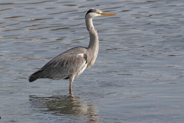 Great heron portrait