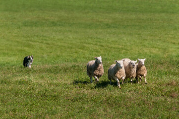 Herding Dog Runs Behind Four Sheep (Ovis aries)