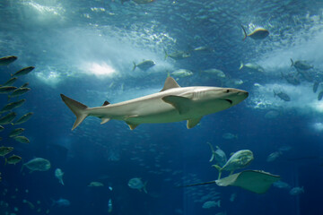 Salt water aquarium shark
