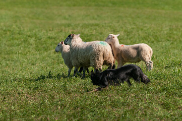 Herding Dog Turns Group of Sheep (Ovis aries)