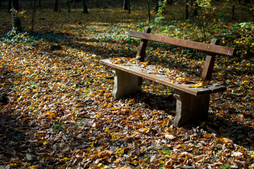 Bench in the autumn park