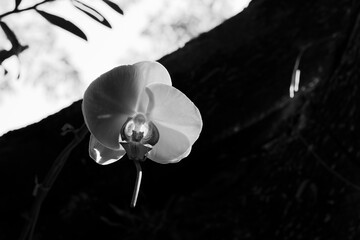 black and white orchids