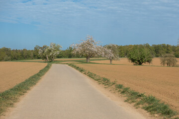 Fototapeta na wymiar Landschaft in der Landwirtschaft