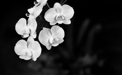 black and white orchids
