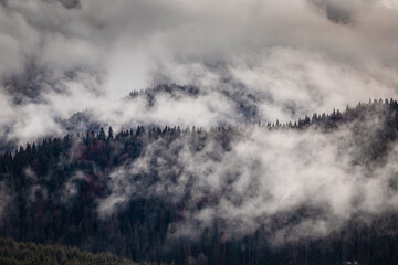 dramatic nature background forest in fog
