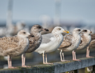 Möwen auf der Seebrücke Ahlbeck