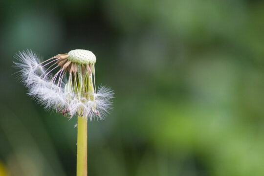 Dandelion flower on a green background with copy space