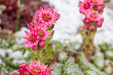 pink sempervivum on a bright background
