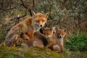 Red fox in the wild