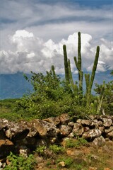 Cactus en Cepitá