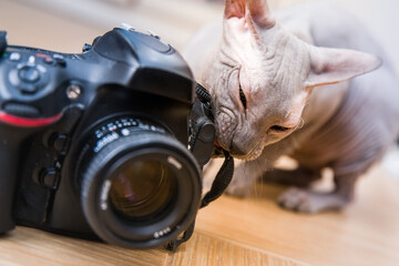 Sphynx cat gnaws at the camera at shallow depth of field