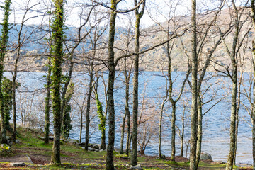 Horizontal view of the lake water through a forest with mountains in the background