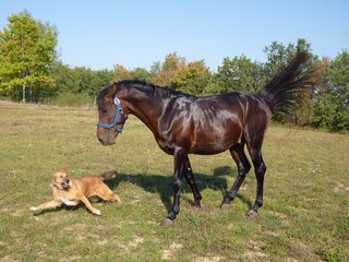 Fototapeta premium horse and dog
