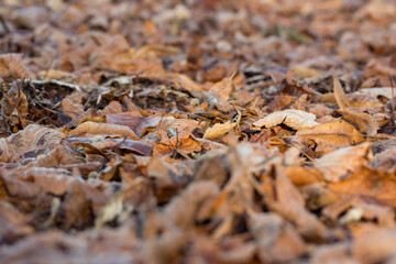 withered leaves on the ground
