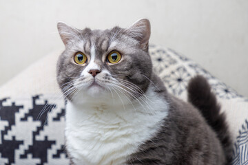 British beautifal gray cat sits on a black and white modern chair, against the wall. Selective focus. Close-up.