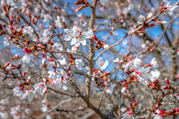 Signs of spring in the Boston area.