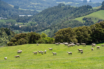 Fototapeta na wymiar sheep grazing in the mountains