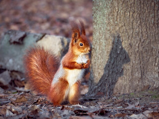 Cute squirrel in the park.