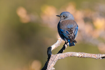 A beautiful blue bird sits on a branch in the morning sun.
