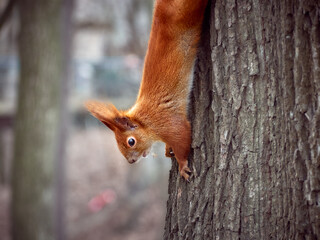 Cute squirrel in the park.