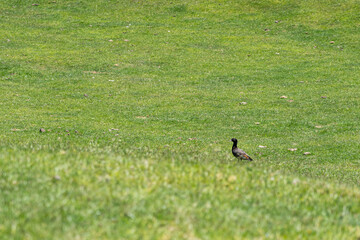 bird on a meadow