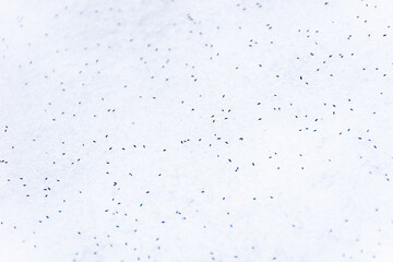 Small insects on the ice and snow of the dream. Image of ice texture with insect