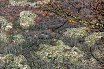 Bird flying in the mountains of Sanabria and the water of the glacial lake