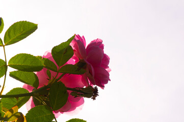 Pink roses isolated on shallow focus