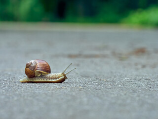 Slow grape snail crawl on the asphalt in the park