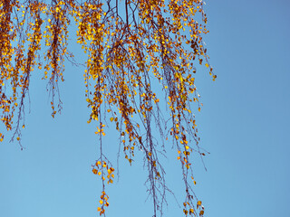 Birch branches with yellow leaves on a background of the sky