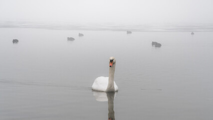 Łabędzie pływające w jeziorze w mglisty zimowy poranek