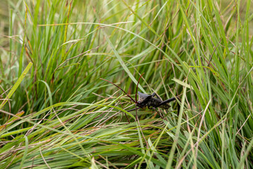 Leaffooted Bug in Tall Grass