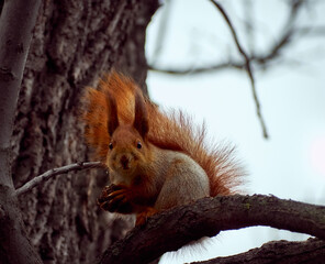 Obraz premium Cute squirrel in the park.