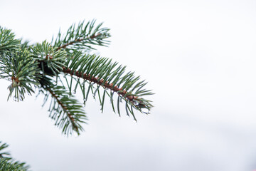 Obraz premium Melting snow on the pine tree branch