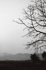 black and white of dried branches of big tree with foggy sky background