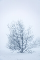 Fototapeta na wymiar Winter landscape with bare tree in the fog and a lot of snow