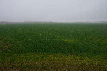 Fototapeta premium Green field in fog