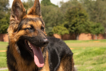 pastoe aleman estudio en exterior