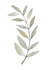 Hand drawn watercolor leaves and branches