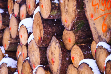 Holzpolter im Wald mit Nadelholz im Schnee als Holzstapel