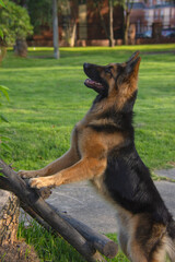 pastoe aleman estudio en exterior